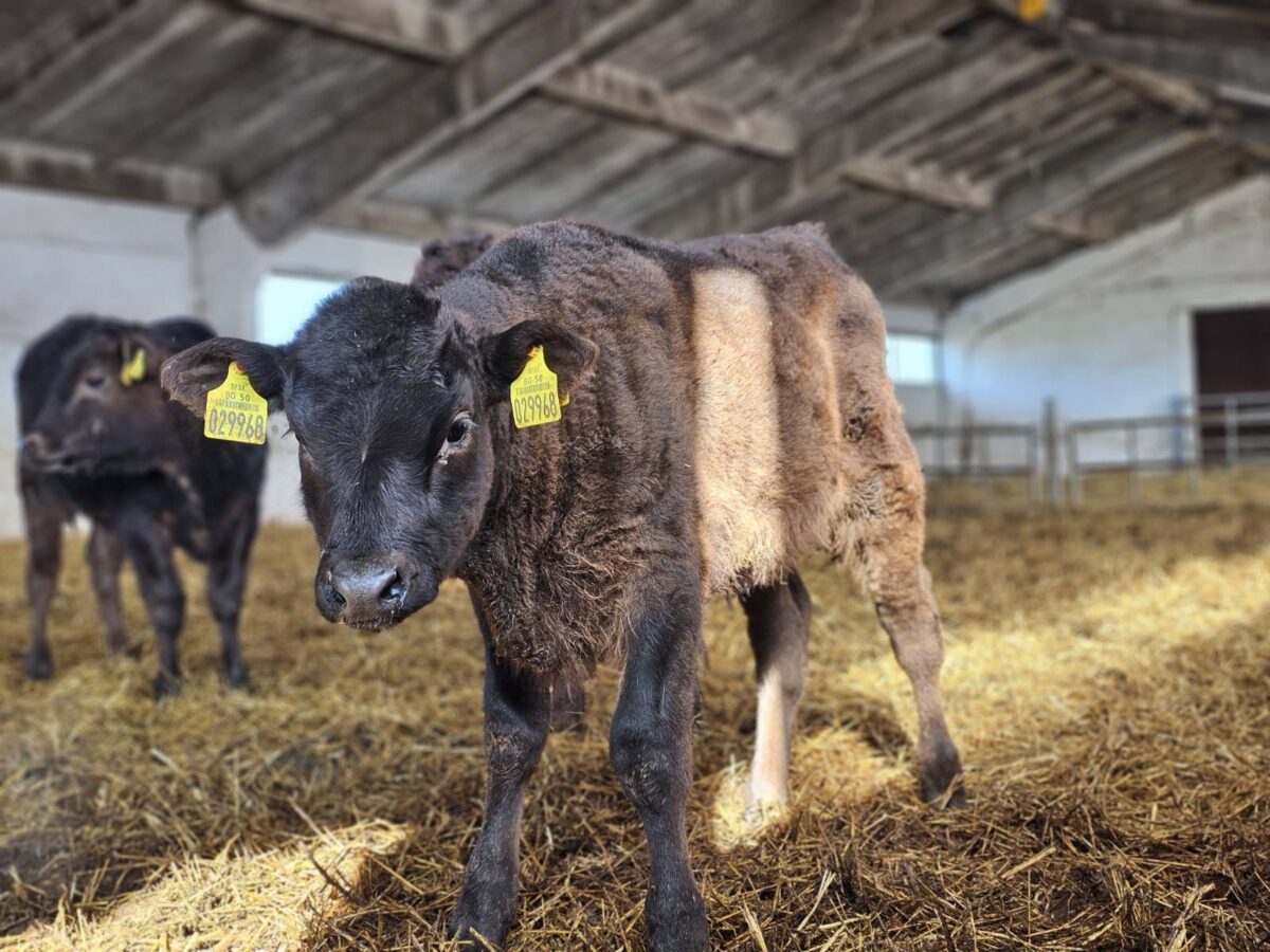 България – новата силна точка на карта за развъждане на Wagyu България – новата силна точка на карта за развъждане на Wagyu image