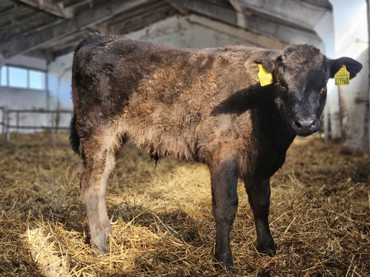 Елена Вагю – най-добра ферма за Wagyu в Европа image